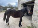 À vendre poulain trotteur français 