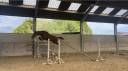 2 ans Papillon X Cardero 
