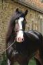 Entier welsh dressage 