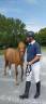 Pouliche Poney Français de Selle D