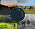 Pension Chevaux Normandie