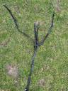 Collier de chasse + martingale 