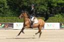Jument de concours 125-130