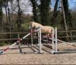 ponette welsh 4 ans