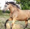Hongre pure race espagnole 