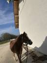 Propose cours sur poneys B