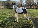Poulain 2 ans OC ( SF) 