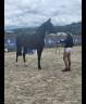 Cheval sf de 6ans