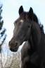 Magnifique jument noire