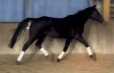 Jument, 4 ans, noir, 1.65 m