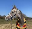 Cheval sport anglo arabe 