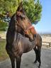 JOLIE JUMENT A VENDRE