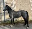 Poney Connemara 3 ans 