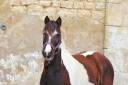 Maya Ponette OC 3 ans