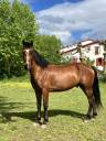 Cheval PRE