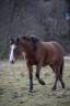 Poney Hors Côtes