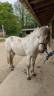 Poney onc 1m35