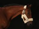 Cheval de sport 