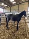 PONEY CONNEMARA MALE NE EN 2024