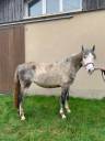 PONEY CONNEMARA FEMELLE NEE EN 2022