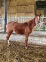 CHEVAL PS NEE EN 2022