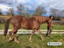 Cheval de randonnée ou loisir pour adulte