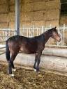 CHEVAL HONGRE SELLE FRANCAIS NE EN 2023