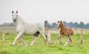 Poulain croisé Camargue Lusitanien 