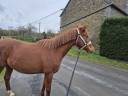 Jument aa pour loisir ou endurance