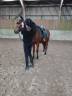 Tapis Kentucky  vert sapin parfait état taille cheval