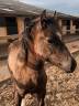 Poney de selle, née en mars 2024