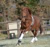 Magnifique - Hongre- Lusitanien - 5 ans 