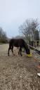 A vendre poulain par Itoki de Riverland 