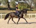 Hongre lusitanien PP de 8 ans - Adorable et attachant