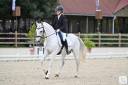 Etalon poney de sport pour élevage