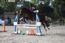 Vente jument de sport