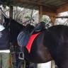 Selle dressage