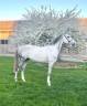 Superbe Pur Sang Arabe d’endurance / loisirs