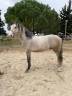 Lusitanien de dressage (débourré)