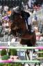 Poulain à naître - lignée championne du monde