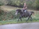 Vends chevaux dressage éthologique