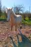 poulain welsh part bred 