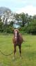 Jument Curly PP, 5 ans, alezan crins lavée
