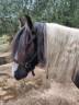 Poney C Irish cob 