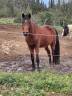 Poney D PFS bai