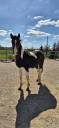 Cheval 2 ans pie bai