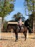 Tapis et bonnet back on track haze gris taille cheval 
