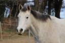Poney hongre 