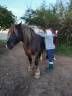 Jument Bretonne 