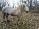 vend étalon percheron